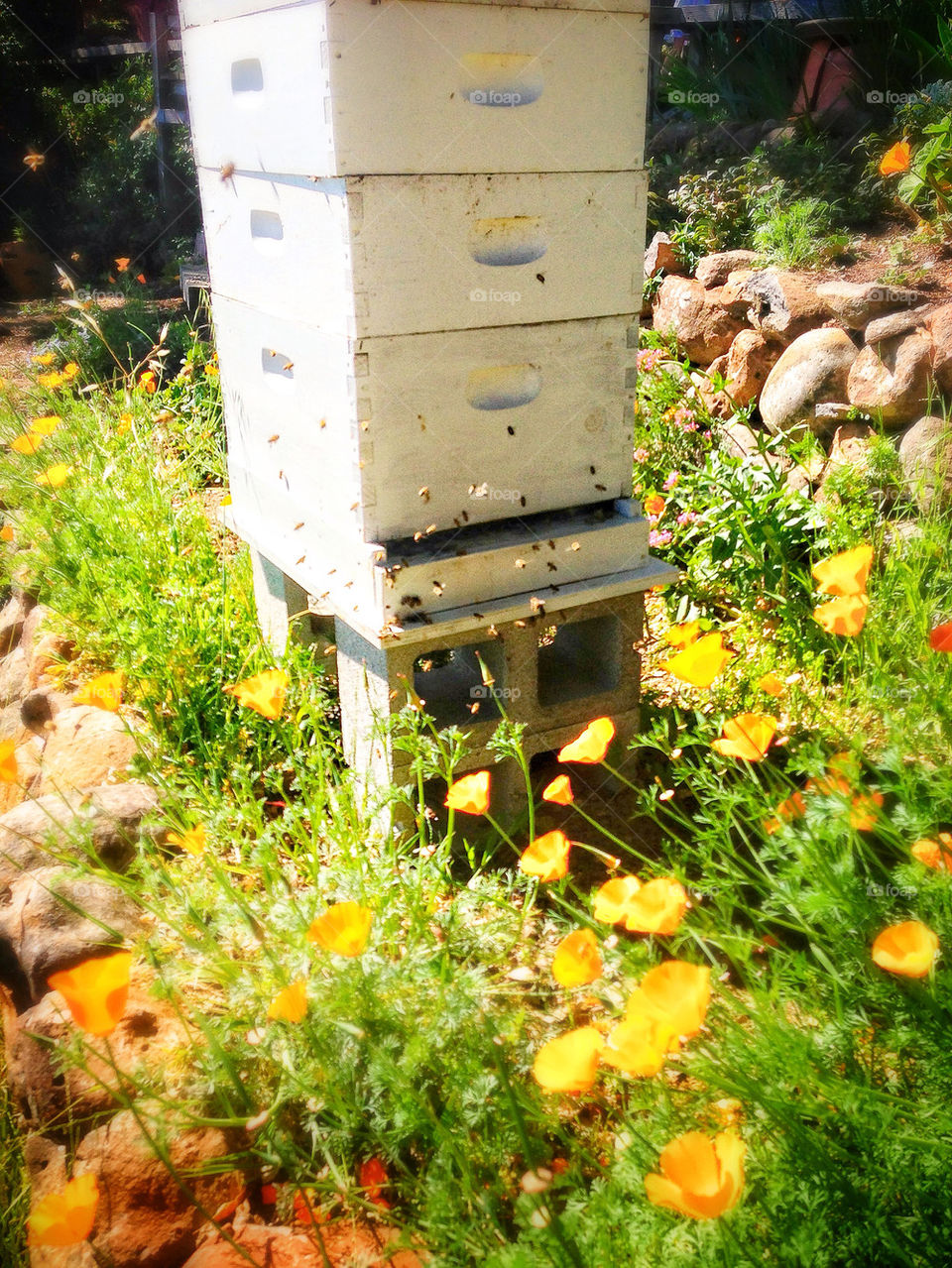 Beehive in a Northern California Marin County home garden