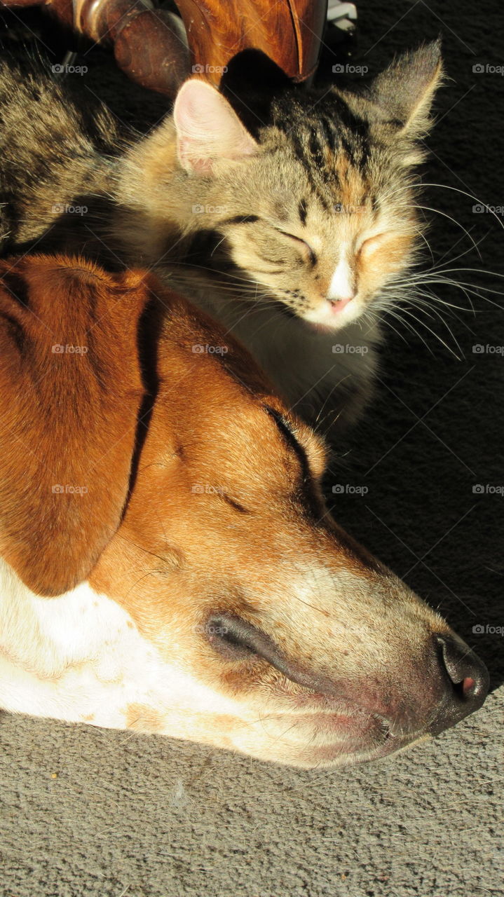 Dog and cat friends sleeping