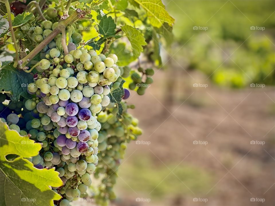 Foap Mission, Portrait of a Plant! Grapes On The Vine In The Vineyard!