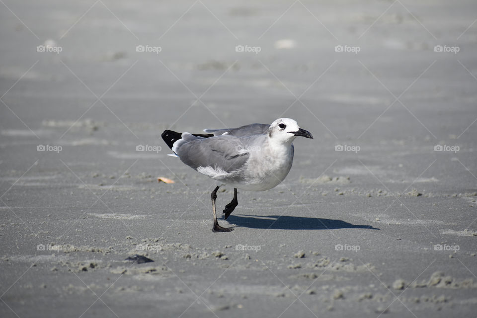 white bird running. grey gray and white sea gull seagull bird running in Sandy beach sea shore near ocean.