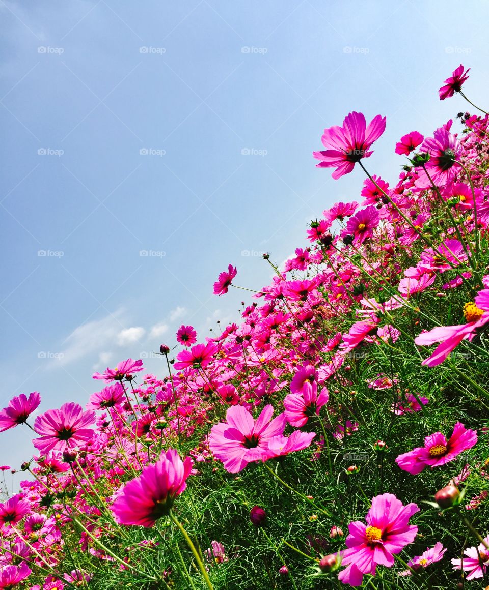 cosmos field