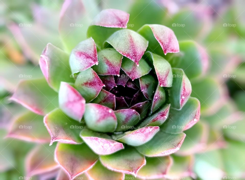 stone rose in red and green shades.