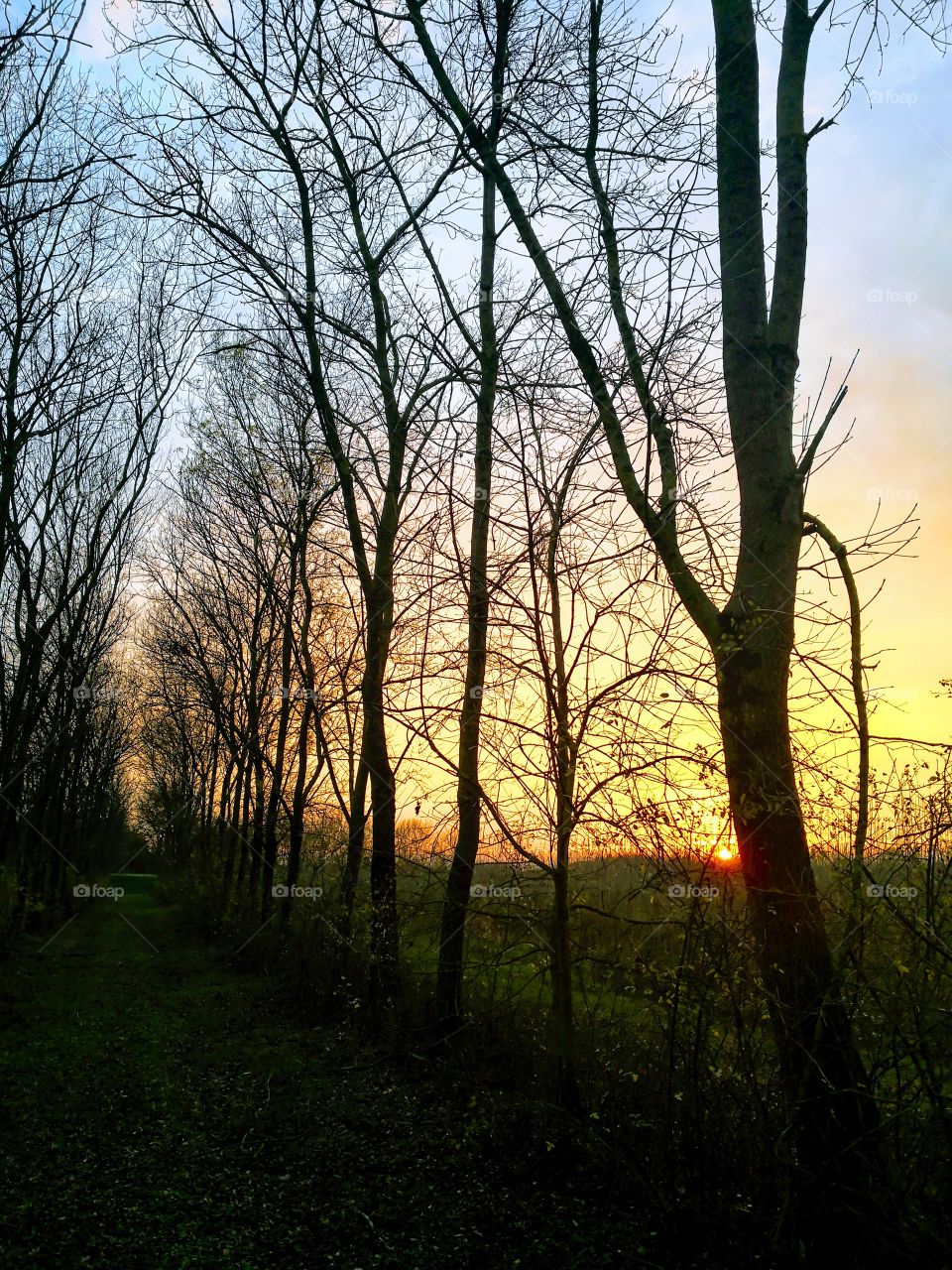 Sunset in the Nature