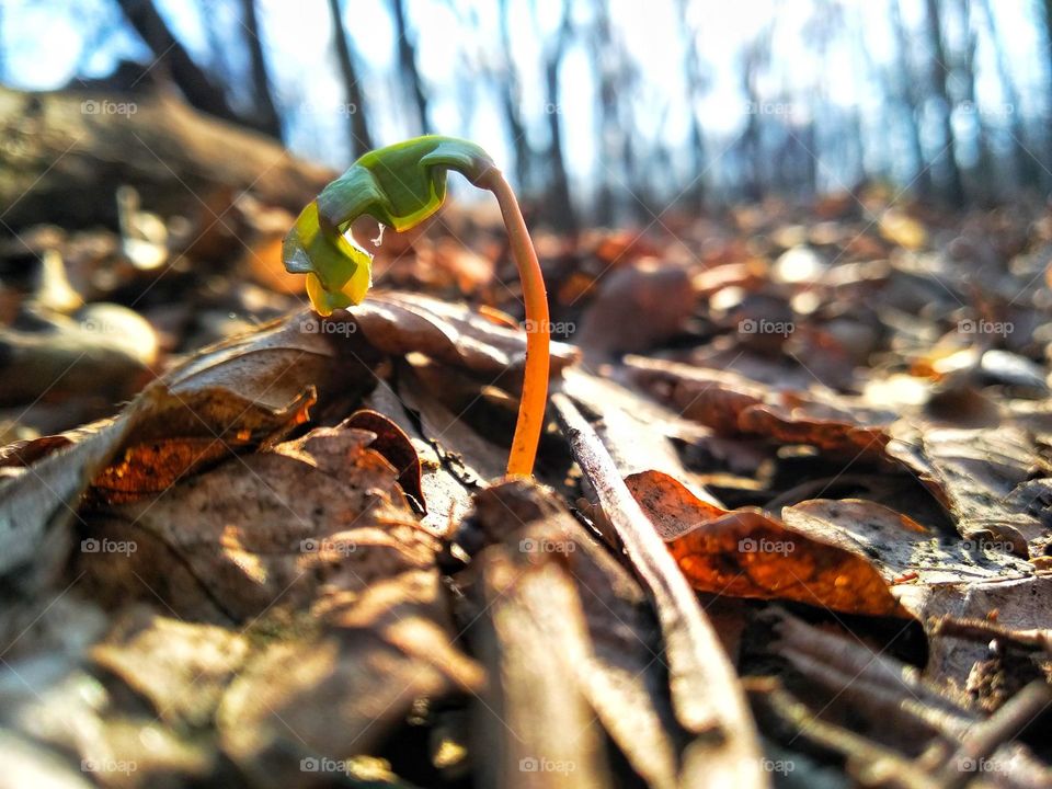 An oak is a tree or shrub in the genus Quercus of the beech family, Fagaceae