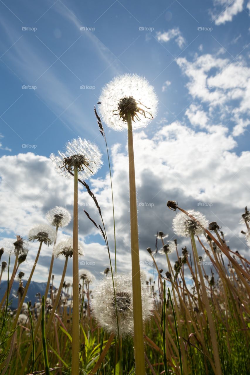 Sun behind dandelion flower. Low angle photo of dandelion flower against sun and sky. Several dandelions. 