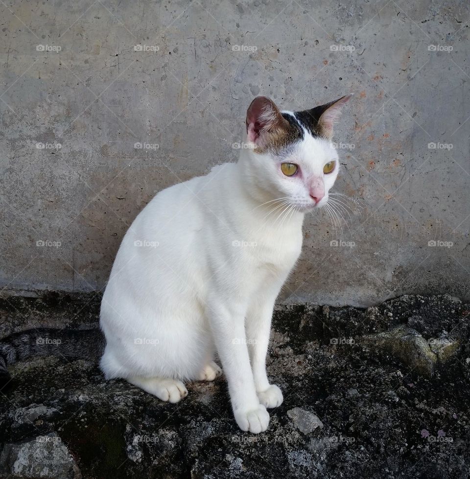 Cat sit in concrete fence...