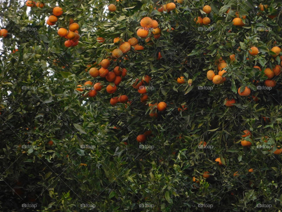 Orange orchard 