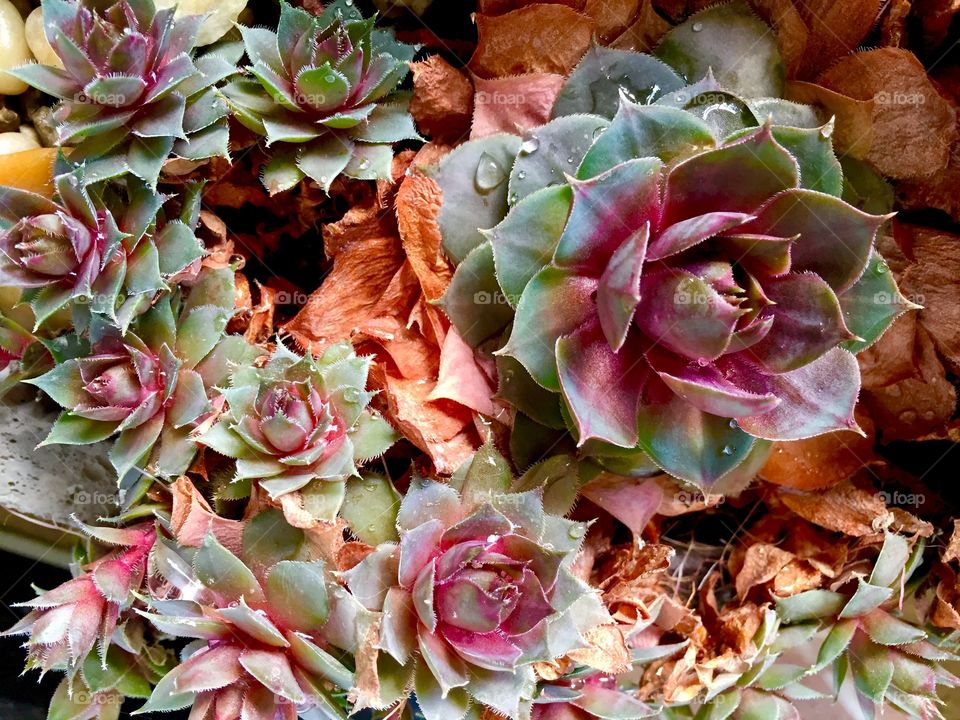 Hens and chicks plant close up 