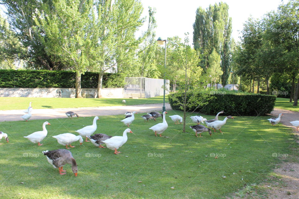 patos al aire libre