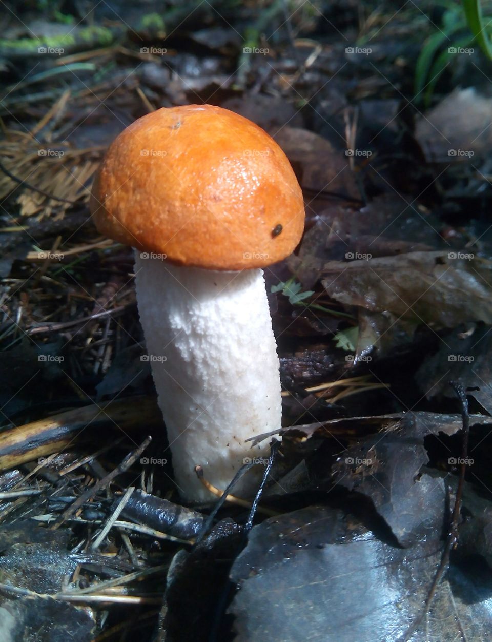 mushroom