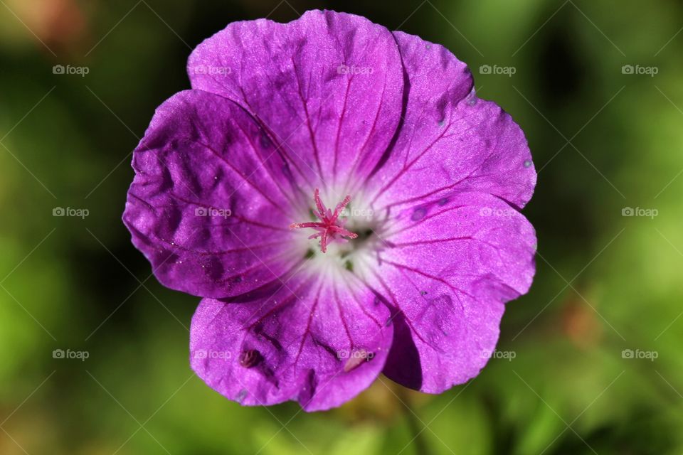 Macro of a purple flower