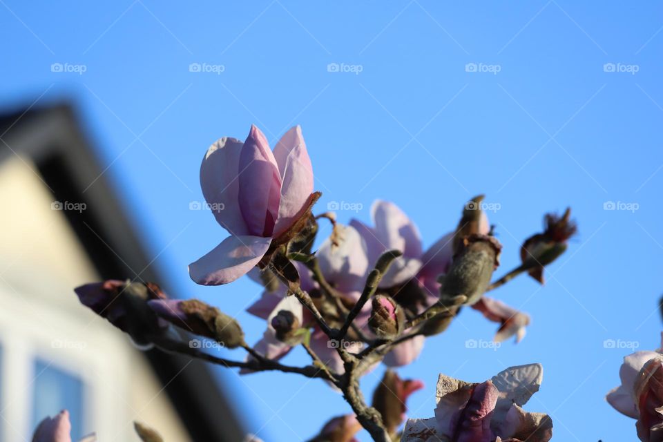 Magnolia flower up in the sky 