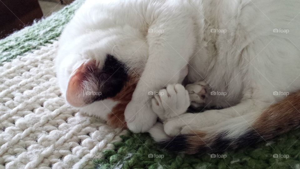 Curled Up Cat. Marilyn is napping