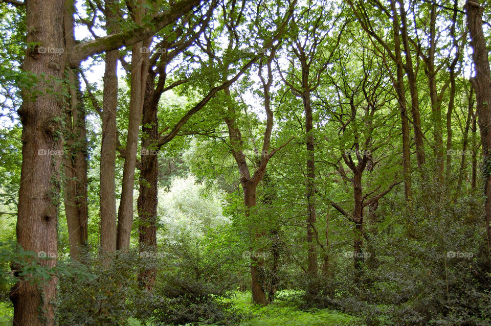 English woods
