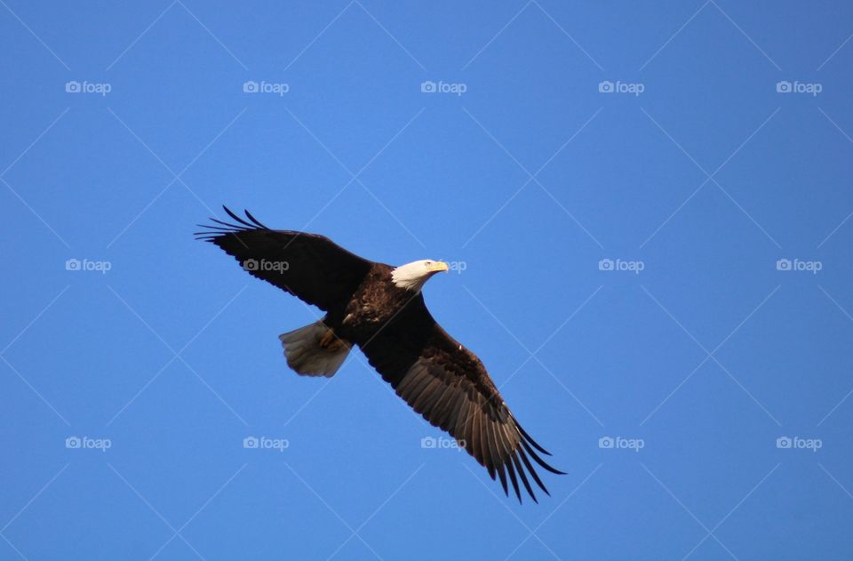 flying Bald Eagle