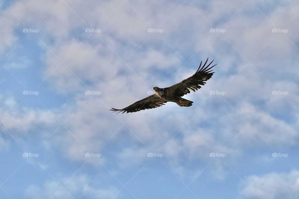 Juvenile eagle flies in blue summer sky
