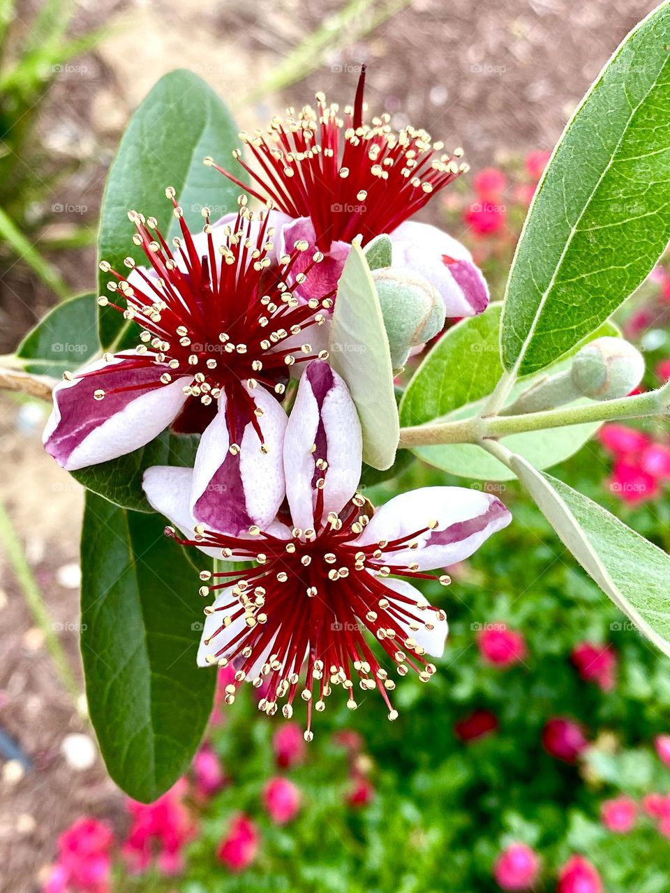 Feijoa plant