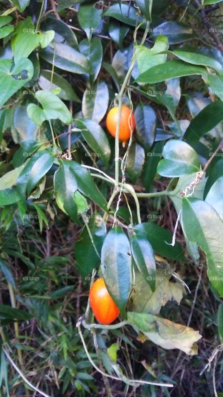 Orange nuts