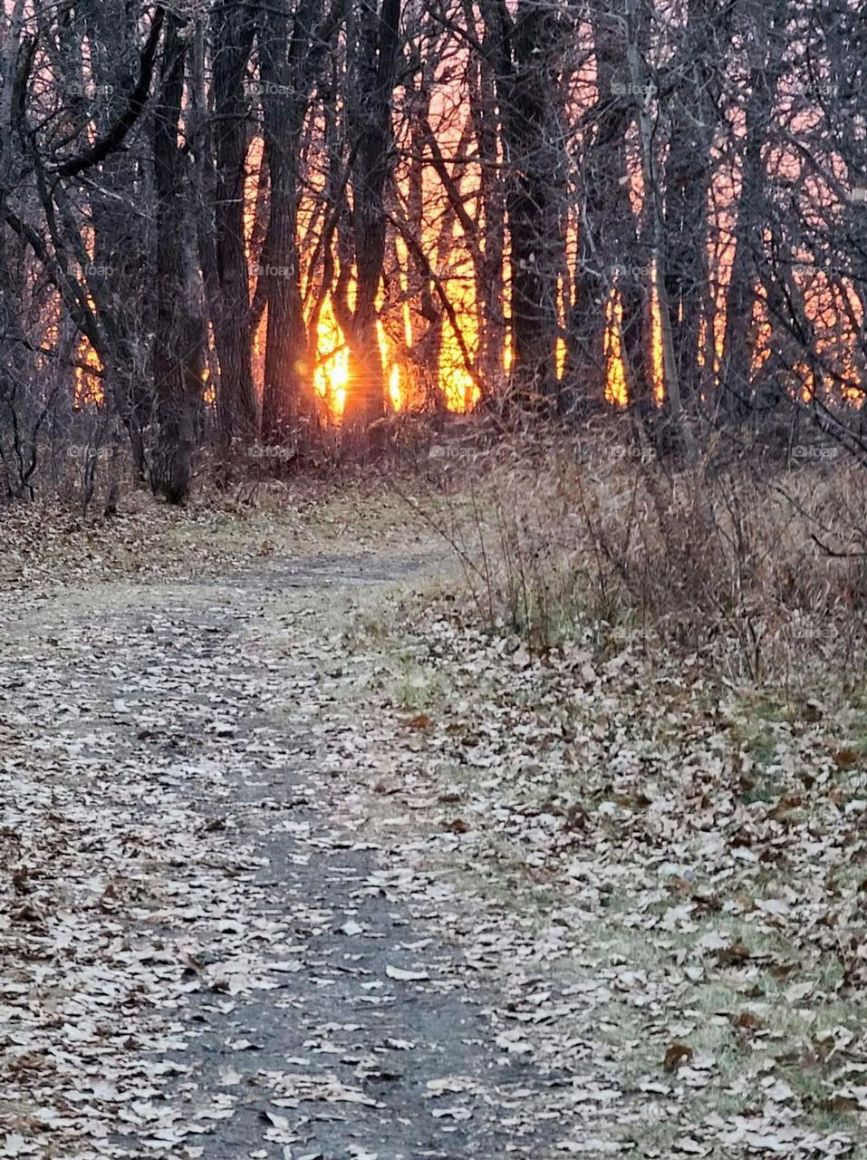 Beautiful Forest at sunset