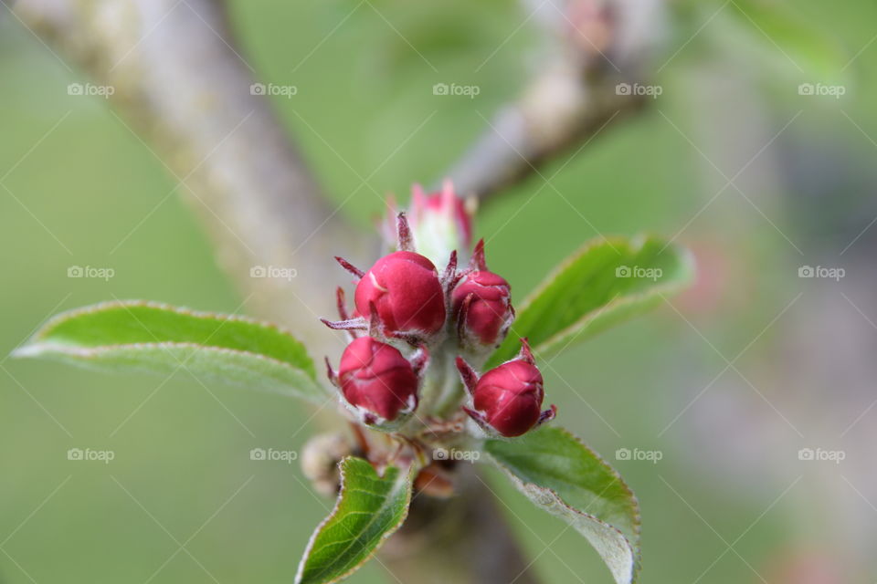 apple tree flowering buds
