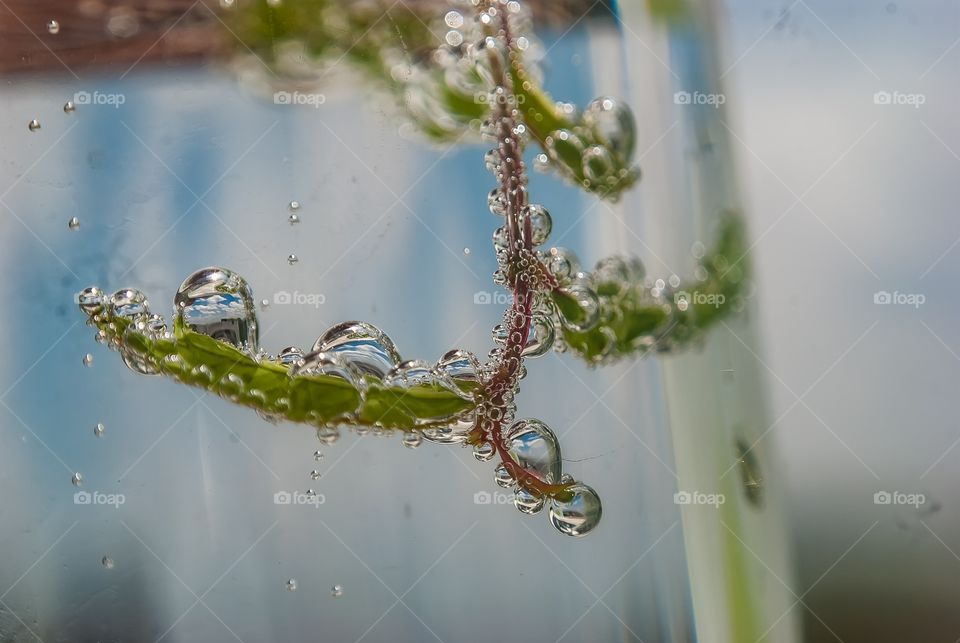 Water bubble on leaf