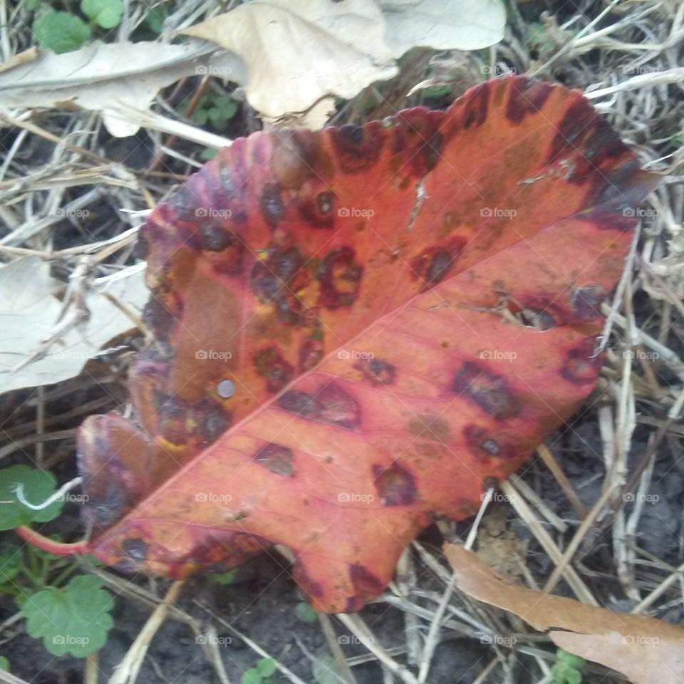 leaf
