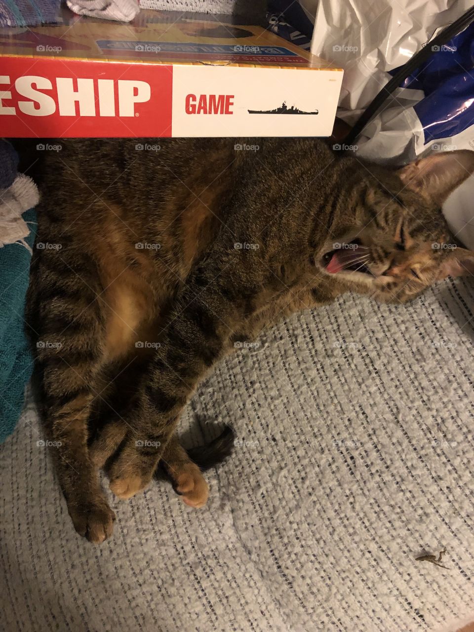 Mid yawn from a lazy fat cat