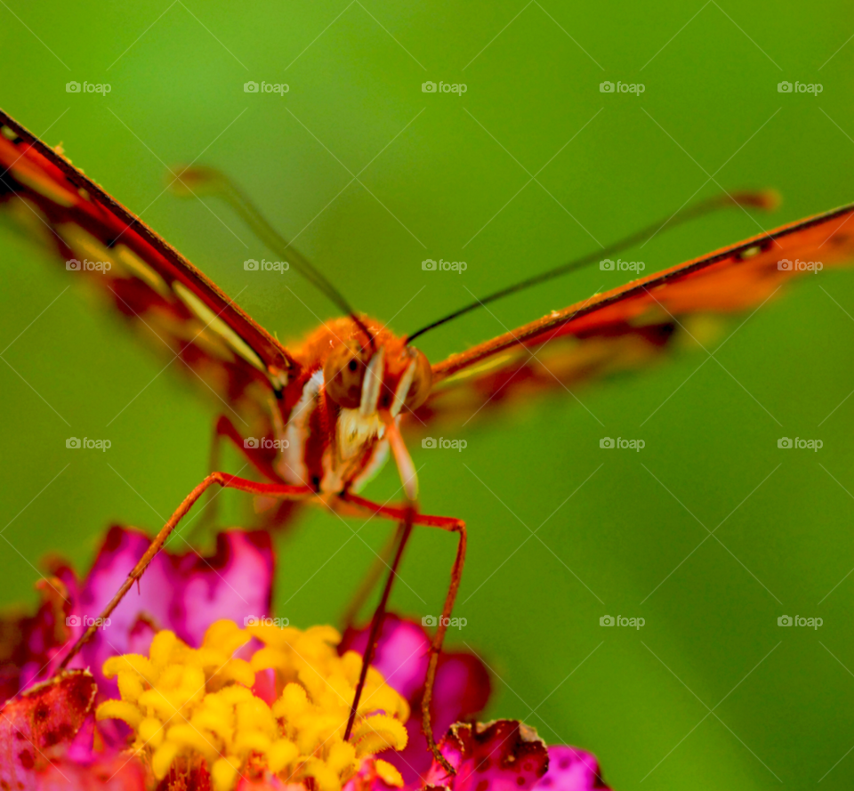butterfly orange butterfly butterfly on flowers butterfly macro by lightanddrawing