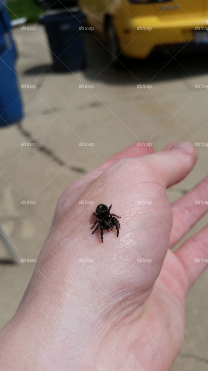 Large jumping spider on hand