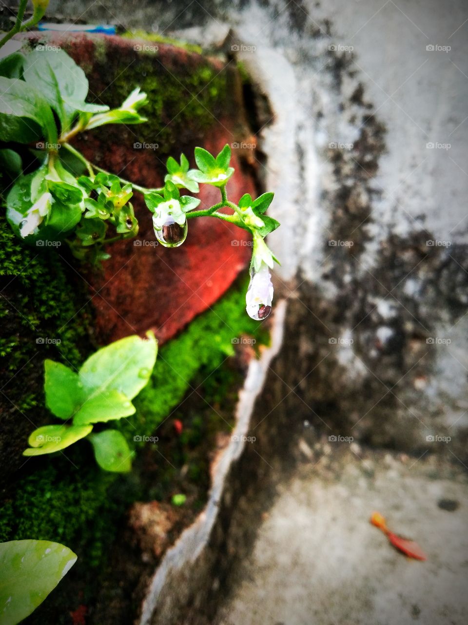 A Drop of Little Water From A Liittlr Tree, Capture after raining,on rainy season.