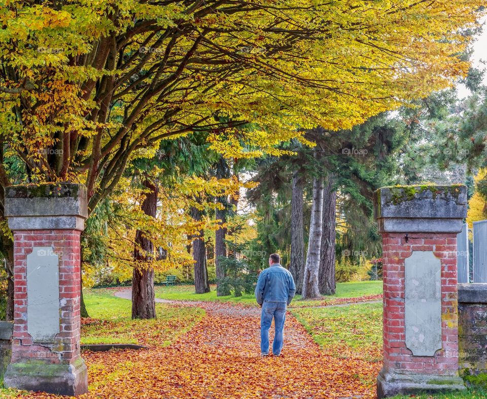 Man walking leisurely in an autumn forest filled with sprawling tree branches and fallen leaves - two old brick posts form entrance