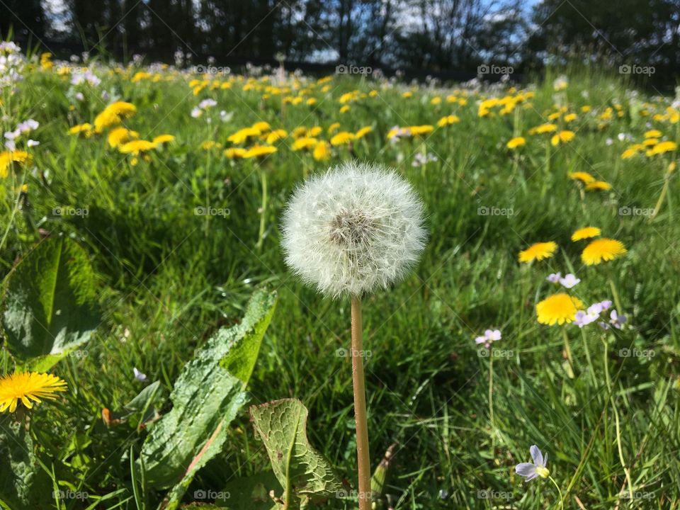 Kerbside weeds growing in abundance during Covid-19 ... No council lawnmowers in action during lockdown so nature is growing rapidly 