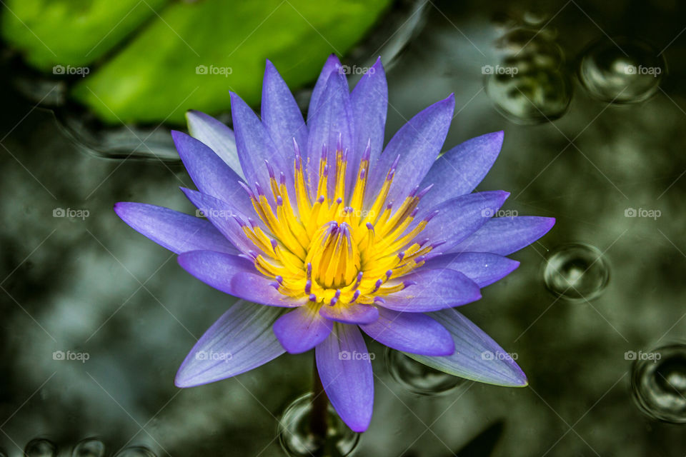 open waterlilly in a pond, nice purple and yellow colors
