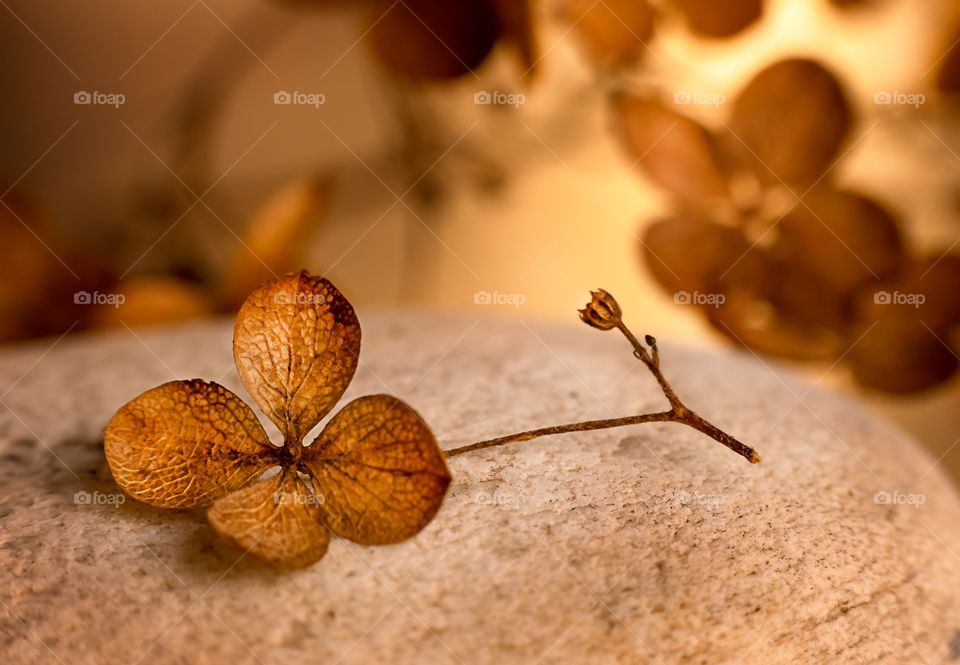 Dry hydrangea macro on stone