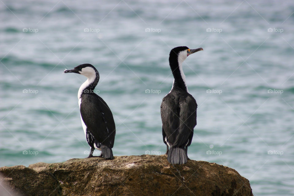 black bird sea feathers by kshapley