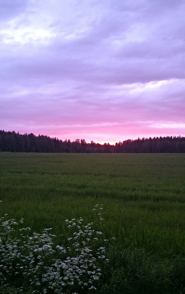 Norrländsk Sommaräng