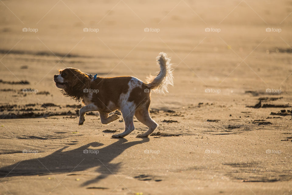 Young cavalier King Charles running along the beach while the sun sets 