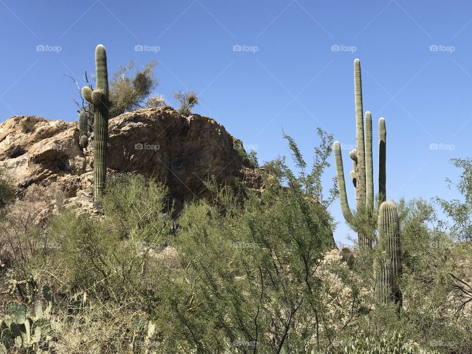 Stunning desert landscape in Saguaro National Park — Arizona