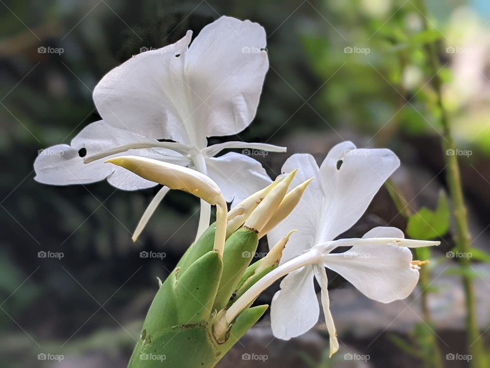 white ginger lily