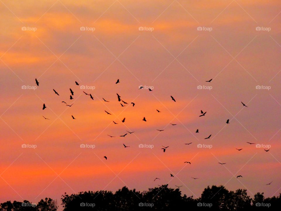 Birds flying around at sunset. 