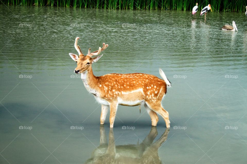 The Sambar deer is standing, soaking in the water to cool off in a swamp in nature. The life of wildlife in nature, animal photography.