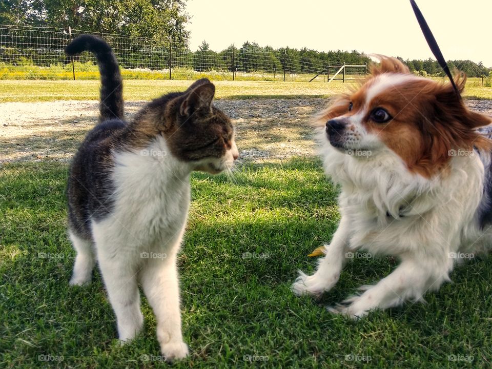 A tabby cat and a Papillon puppy dog playing in the summer grass in motion