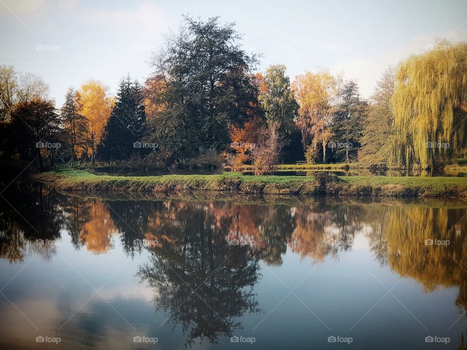 Mirror Tree in Lake