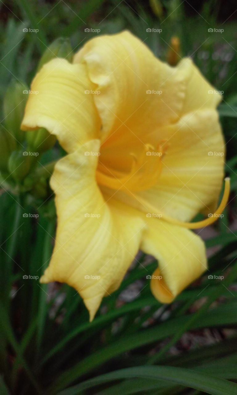 spring's yellow flowers