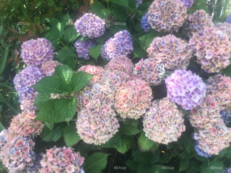 Hydrangea in a Garden in Bloom 