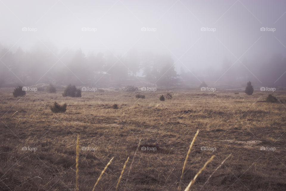 Landscape, No Person, Cropland, Farm, Fog