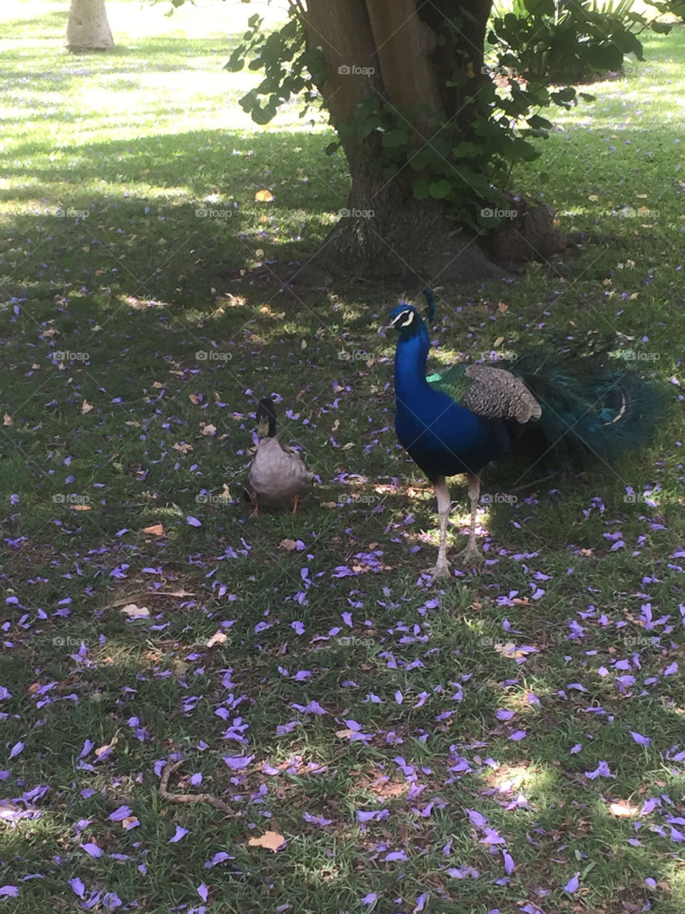 Peacock and duck