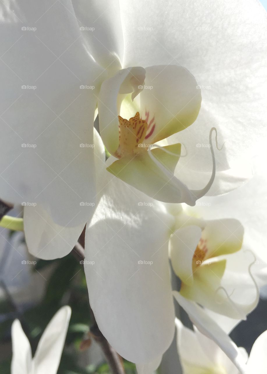 White orchid
