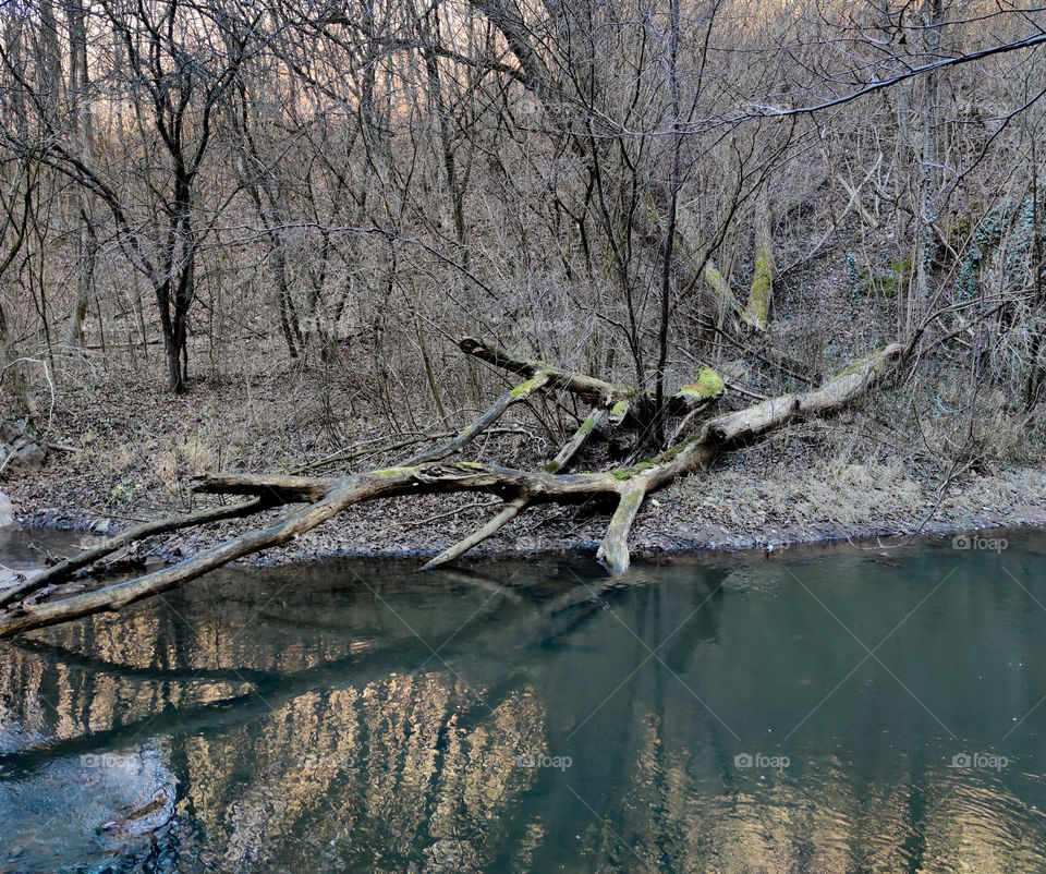 Old tree in a river