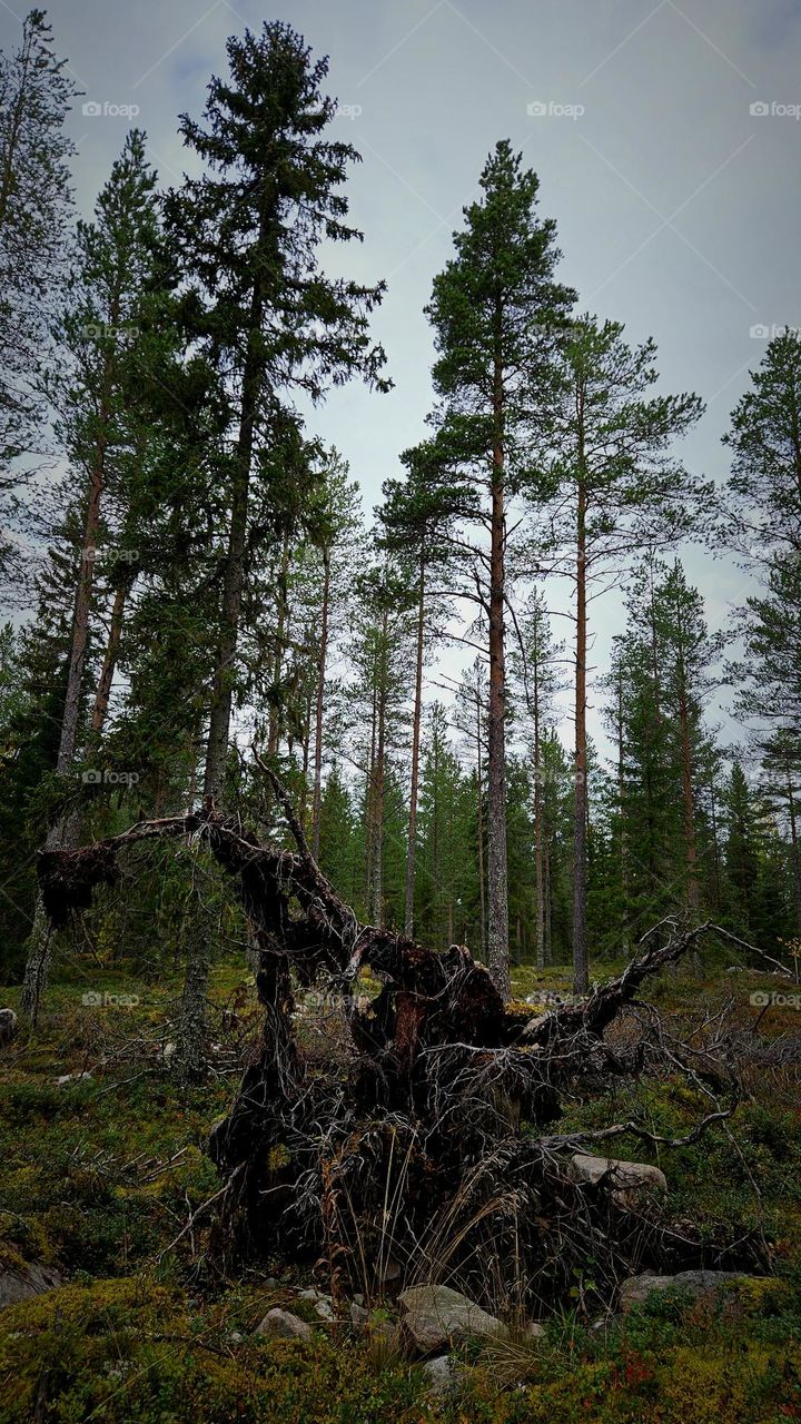 The storm has torn the tree from the ground with its roots